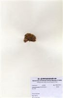 藏品(輻毛藻)的圖片